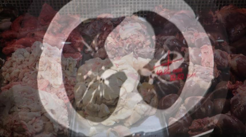 Kurban sakatatında ölümcül tehlike! Kistli sakatatları sokak köpeklerine vermeyin! Kist hidatik uyarısı: "İnsanlarda organ yetmezliği ve ölüme neden olabilir"