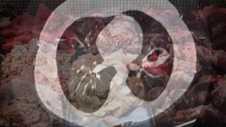 Kurban sakatatında ölümcül tehlike! Kistli sakatatları sokak köpeklerine vermeyin! Kist hidatik uyarısı: İnsanlarda organ yetmezliği ve ölüme neden olabilir