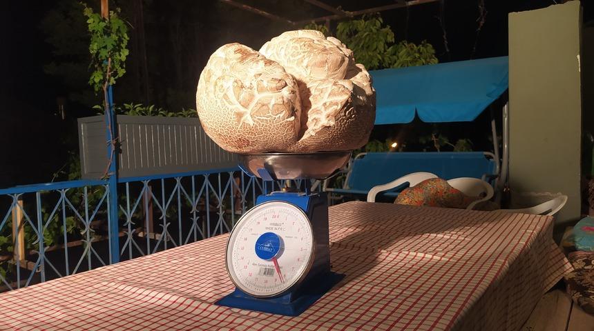 İlk önce taş sandı: Gerçeği anlayınca şaşıp kaldı! "Hayatımda ilk defa gördüm" Ağırlığı 8 kilogram