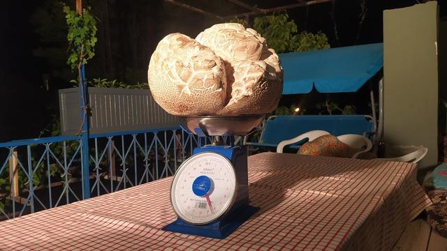 İlk önce taş sandı: Gerçeği anlayınca şaşıp kaldı! Hayatımda ilk defa gördüm Ağırlığı 8 kilogram