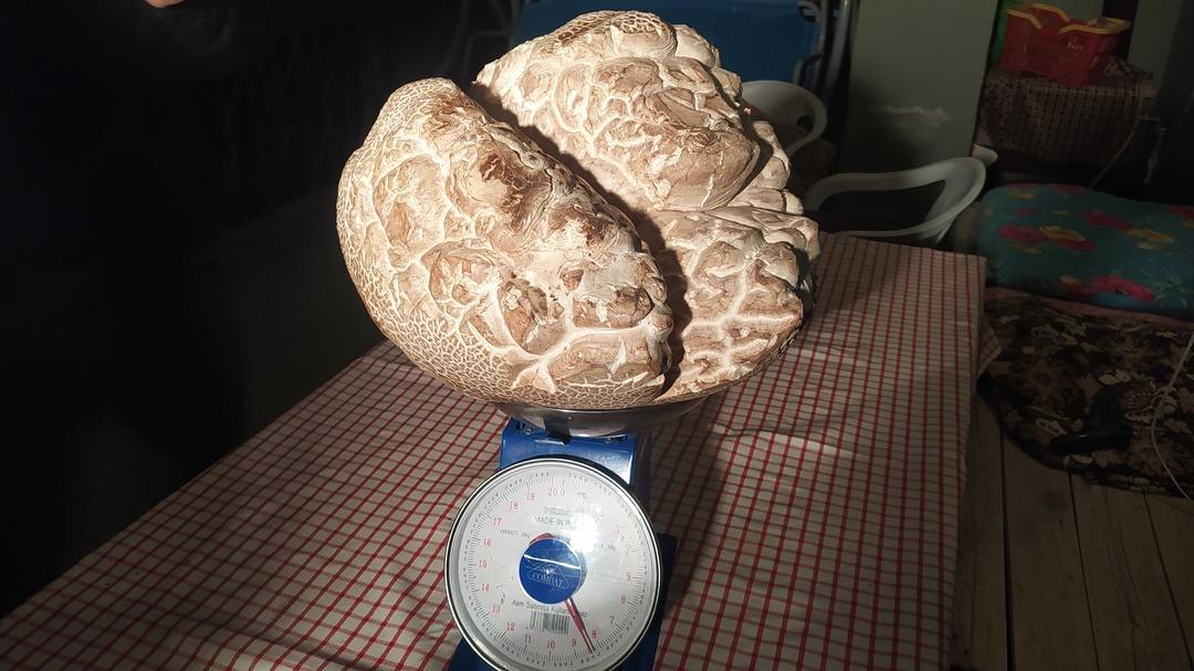 1200xauto İlk önce taş sandı: Gerçeği anlayınca şaşıp kaldı! "Hayatımda ilk defa gördüm" Ağırlığı 8 kilogram