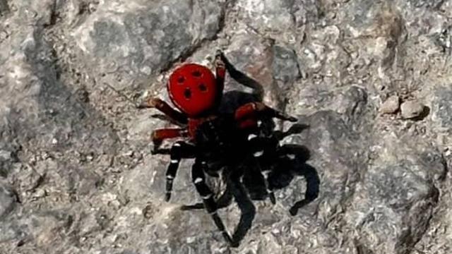 Uğur böceği görünümlü böcek, sandığınız kadar masum değil