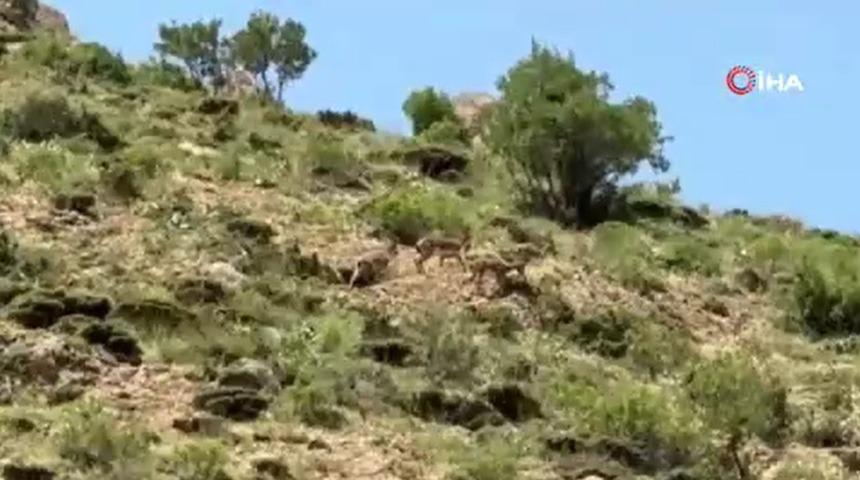 Yüksekova'da dağ keçileri böyle görüntülendi