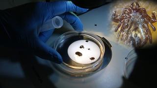 Uzak doğu kökenli kene Türkiye'de kayıtlara geçti! 30'dan fazla hastalık taşıyor!