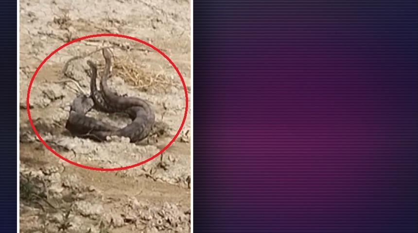 Çiftleşme dansları kameralara yansıdı! 