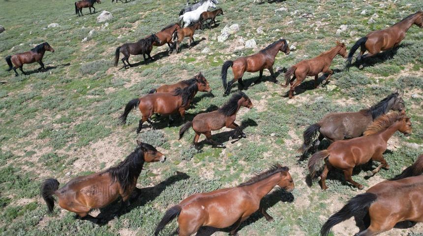 Emir Dağları'ndaki yılkı atları dronla g&ouml;r&uuml;nt&uuml;lendi