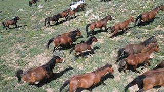 Emir Dağları'ndaki yılkı atları dronla görüntülendi