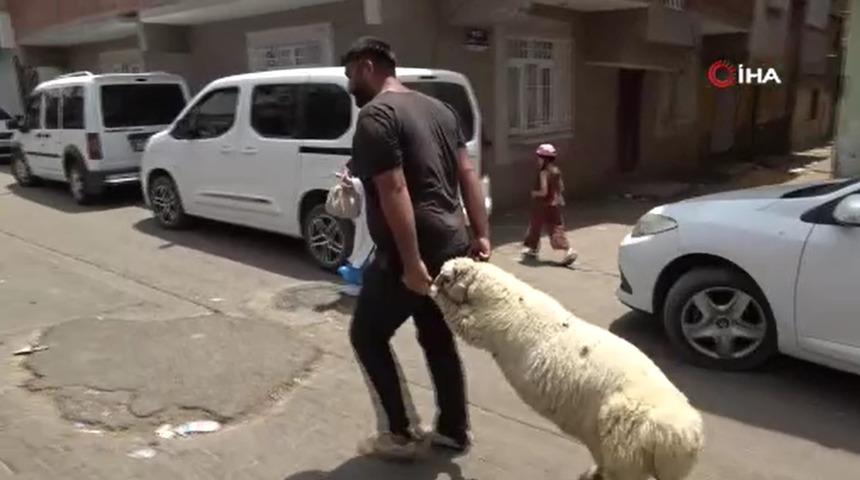 Diyarbakır'da bayramın son gününde kurbanlık yoğunluğu