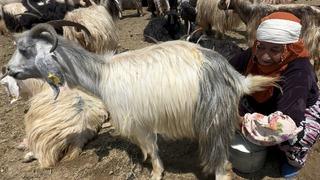 Yüksekova'da koyun sağma alanlarına gölgelikler kuruluyor