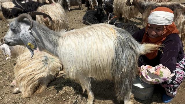 Yüksekova'da koyun sağma alanlarına gölgelikler kuruluyor