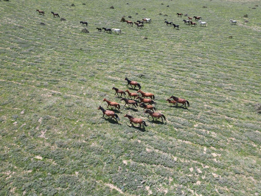 1200xauto Emir Dağları'ndaki yılkı atları dronla görüntülendi