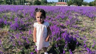 Mor renkli yabani otlar görsel şölen sunuyor