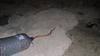  Van'da aracın motoruna giren yılanı DKMP ve itfaiye ekipleri çıkardı