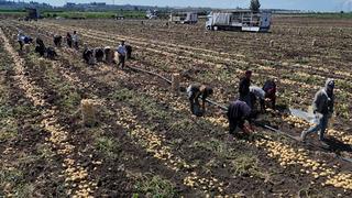 Fiyatı 7 TL'ye düştü! 'Küçükleri tarlada kaldı' Fiyatlar düşük seyrediyor