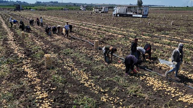 Fiyatı 7 TL'ye düştü! 'Küçükleri tarlada kaldı' Fiyatlar düşük seyrediyor