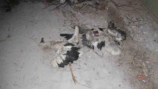 Yıkılan yuvadan düşen yavru leylekler telef oldu