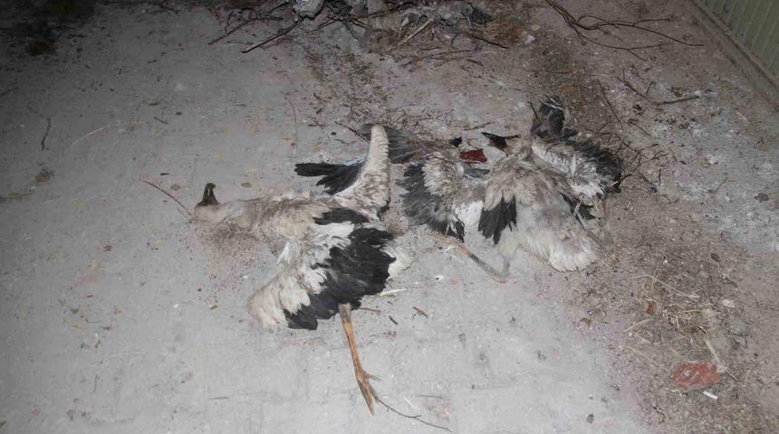 Yıkılan yuvadan düşen yavru leylekler telef oldu