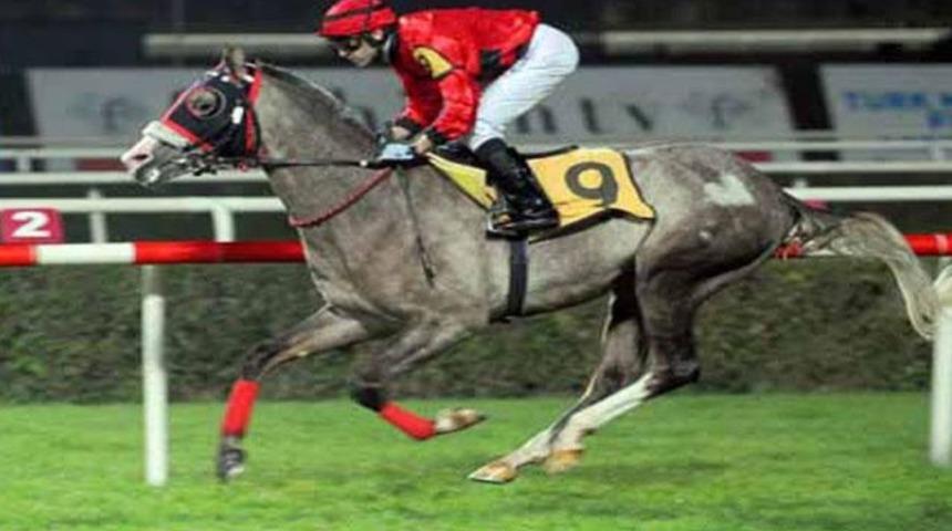 Herkes bu atın peşinde