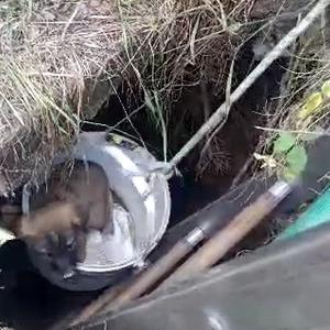 Arnavutköy'de kuyuya düşen 4 yavru köpek kurtarıldı
