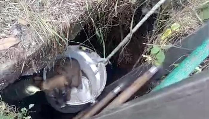 700x400 Arnavutköy'de kuyuya düşen 4 yavru köpek kurtarıldı