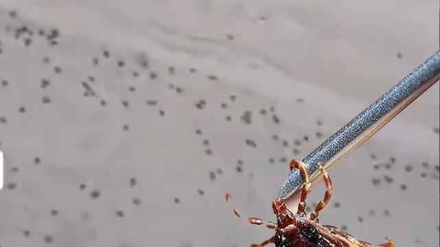6 can alan kabus İstanbul'da da görüldü! Sultangazi'de bir sokağı keneler bastı... 