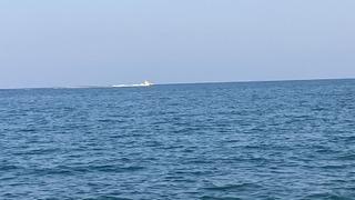 Mersin'de korku dolu anlar! Dev katil balığı korkusu tatilcileri endişelendirdi... 