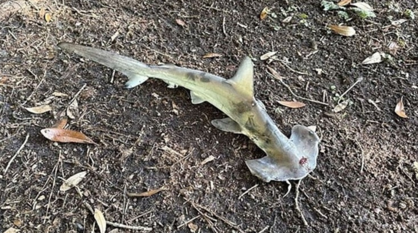 Akıllara durgunluk olay! Golf sahasına gökten köpekbalığı düştü!