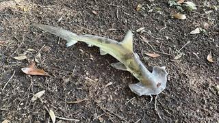 Akıllara durgunluk olay! Golf sahasına gökten köpekbalığı düştü!