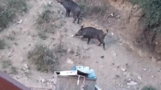 Hatay'da aç kalan yaban domuzları yerleşim alanına indi; o anlar kamerada