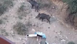 Aç kalan yaban domuzları yerleşim alanına indi