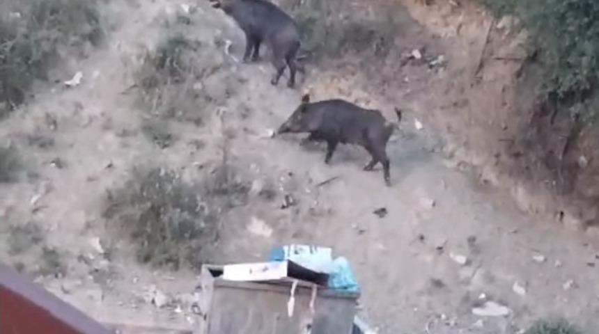 Hatay'da aç kalan yaban domuzları yerleşim alanına indi; o anlar kamerada