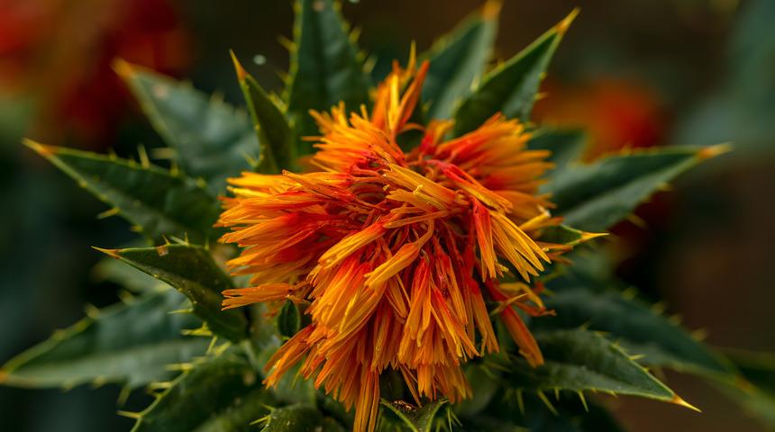 Aspir yağının faydaları nelerdir? Aspir yağının saça ve cilde faydaları