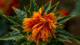 Aspir yağının faydaları nelerdir? Aspir yağının saça ve cilde faydaları