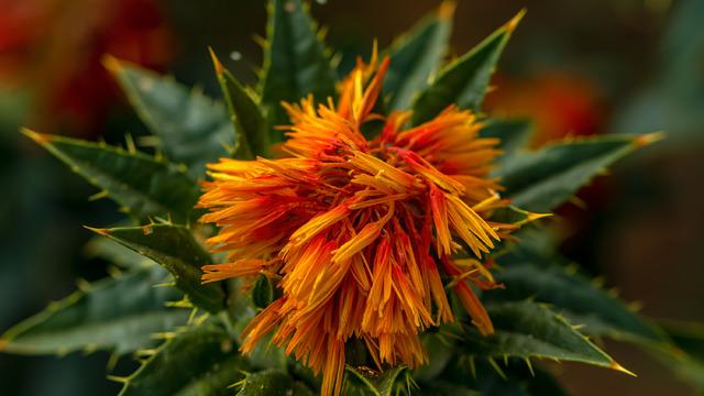 Aspir yağının faydaları nelerdir? Aspir yağının saça ve cilde faydaları
