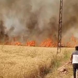 Harran Ovası'nda 40 dönüm ekili arazi yandı