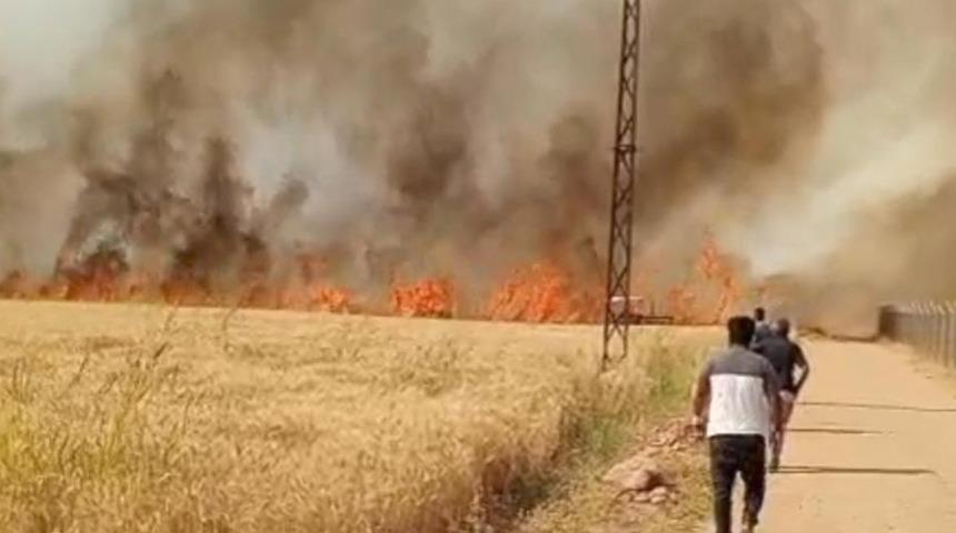 Harran Ovası'nda 40 dönüm ekili arazi yandı