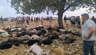Şırnak'ta yıldırım isabet eden 99 küçükbaş öldü