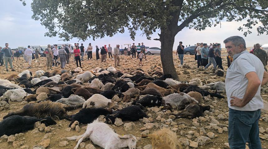 Şırnak'ta sürüye yıldırım isabet etti! 99 küçükbaş hayatını kaybetti