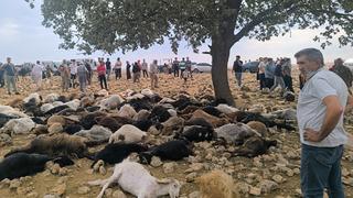 Şırnak'ta sürüye yıldırım isabet etti! 99 küçükbaş hayatını kaybetti