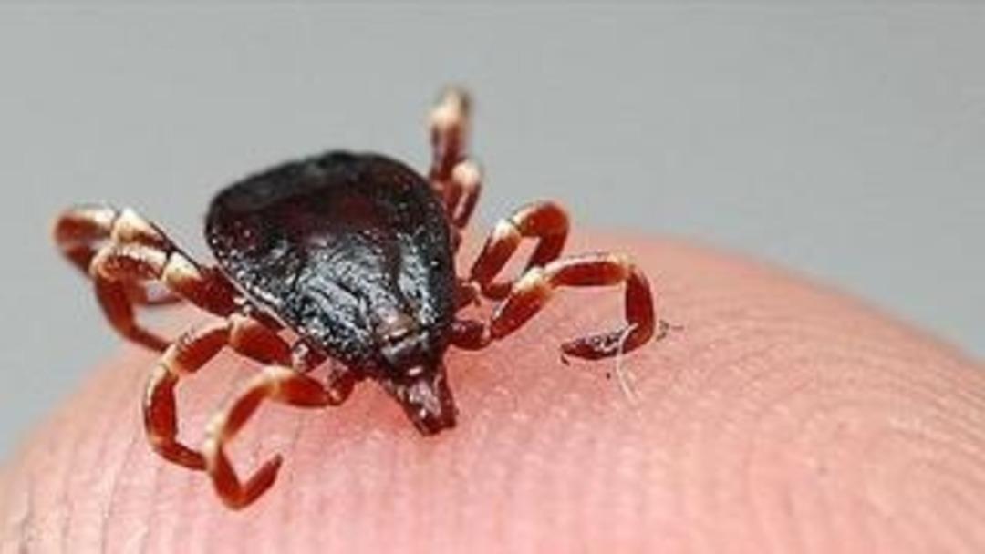 Dikkat çeken görüntü! Kene bir vatandaşı resmen kovaladı! Mutasyona mı uğramış? 1