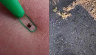 Kenenin vatandaşı kovaladığı anlar kan dondurdu!