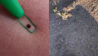 Dikkat çeken görüntü! Kene bir vatandaşı resmen kovaladı! 