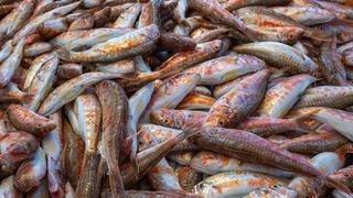 Barbun balığının faydaları nelerdir? Barbun balığı neye iyi gelir?