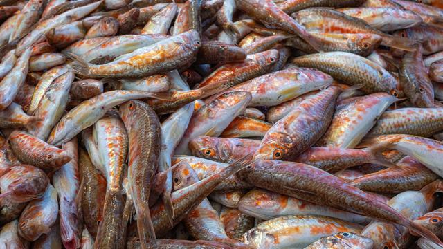 Barbun balığının faydaları nelerdir? Barbun balığı neye iyi gelir?