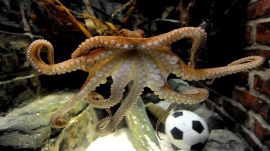 'O ahtapotu yemek lazım'