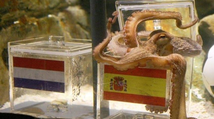 Ahtapot Paul'a teklif geldi!