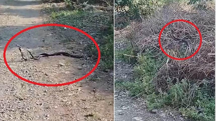 Çiftleşme ritüeli gerçekleştirerek bahçelerine girdiler! Görünce 'Elleme' diyerek seyrettiler