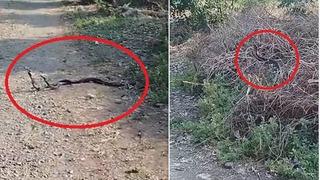 Çiftleşme ritüeli gerçekleştirerek bahçelerine girdiler! Görünce 'Elleme' diyerek seyrettiler