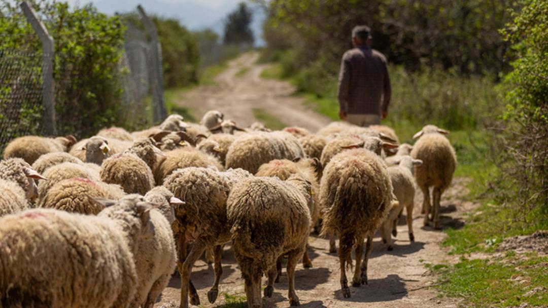 Ülke genelinde karantina uygulanmıştı! Bakanlık tan açıklama  Yüzde 92 si aşılandı  O paylaşımlara adli süreç başlıyor 3