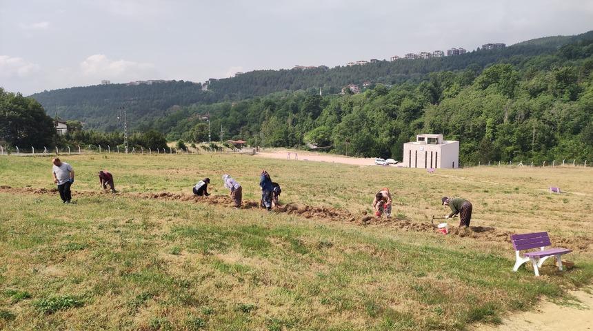 Safranbolu safranında soğan hasadı başladı! "Safranı geleceğe taşımak için hep birlikte çalışacağız"
